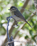 Warbling Vireo Western 0611